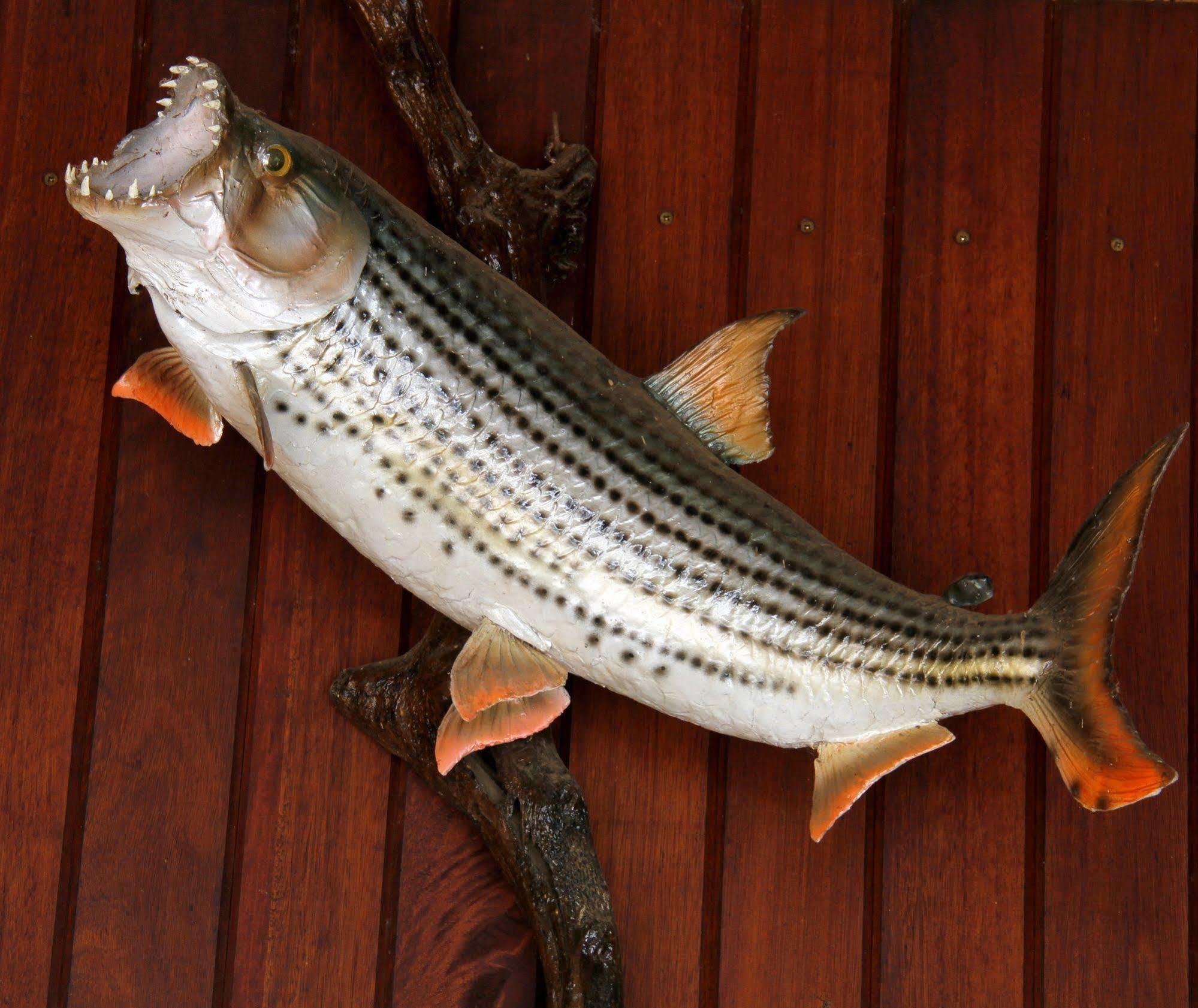 Shayamoya Tiger Fishing And Game Lodge Pongola Exterior photo